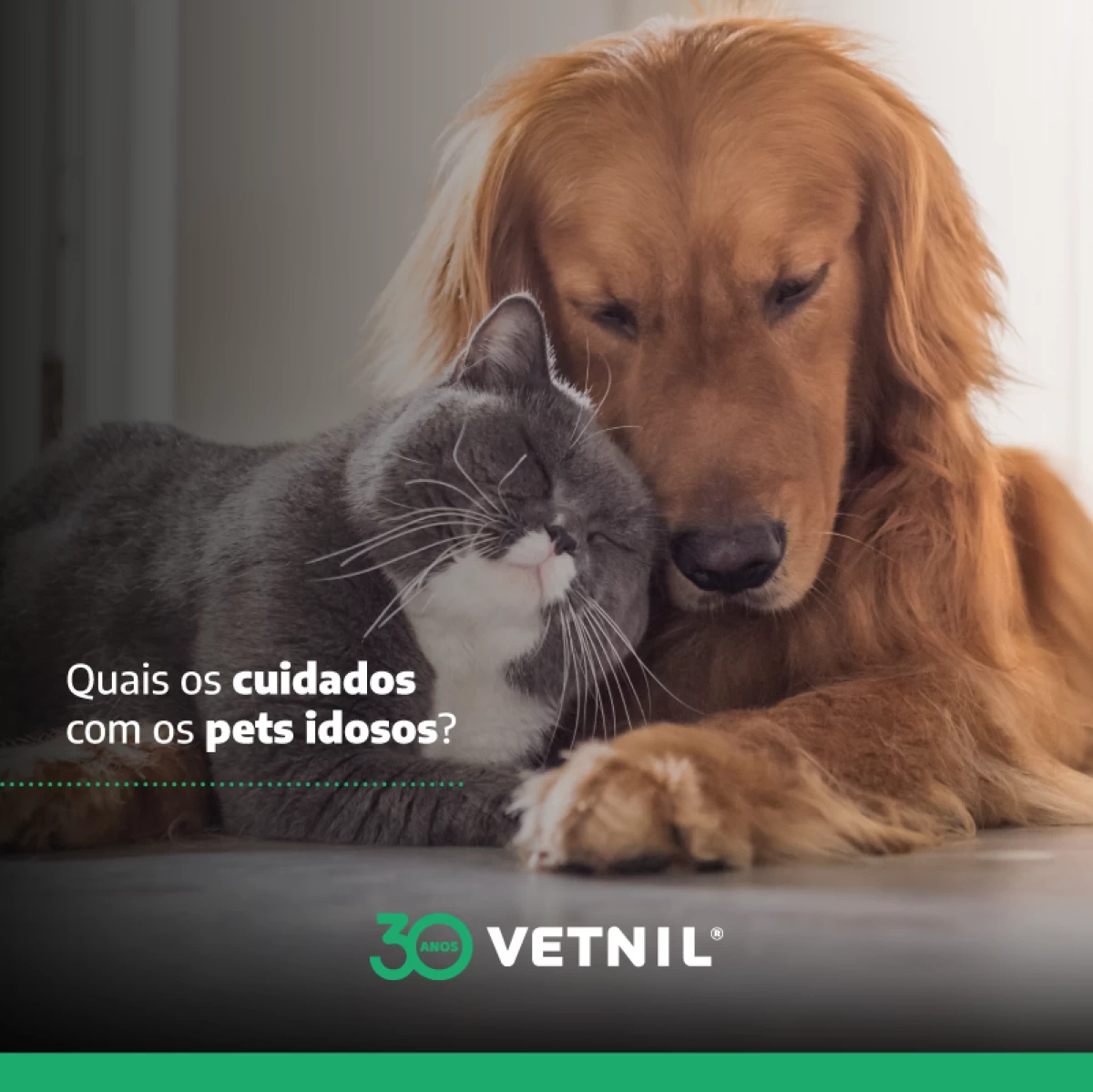 Noticias Vetnil