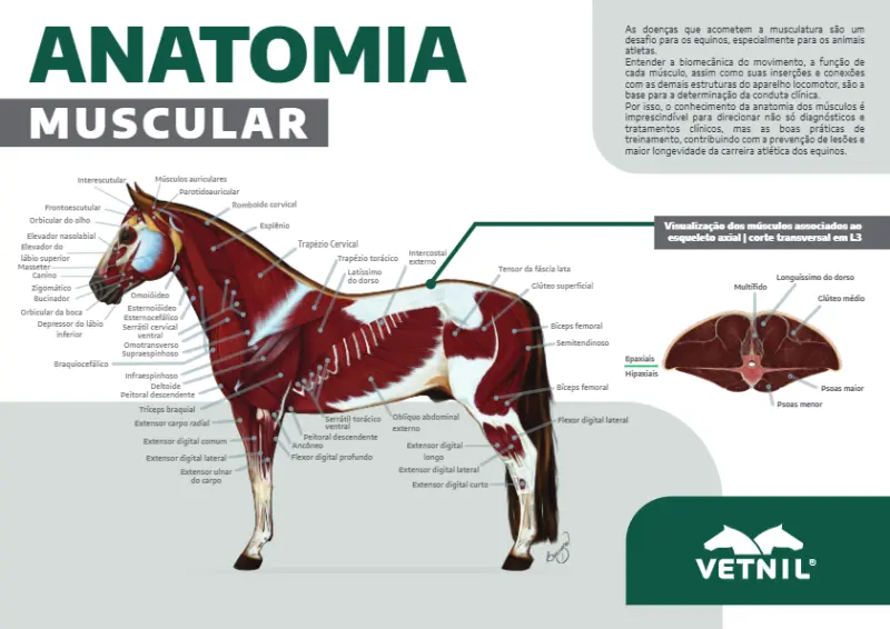 Pôster Anatomia Muscular de Equinos