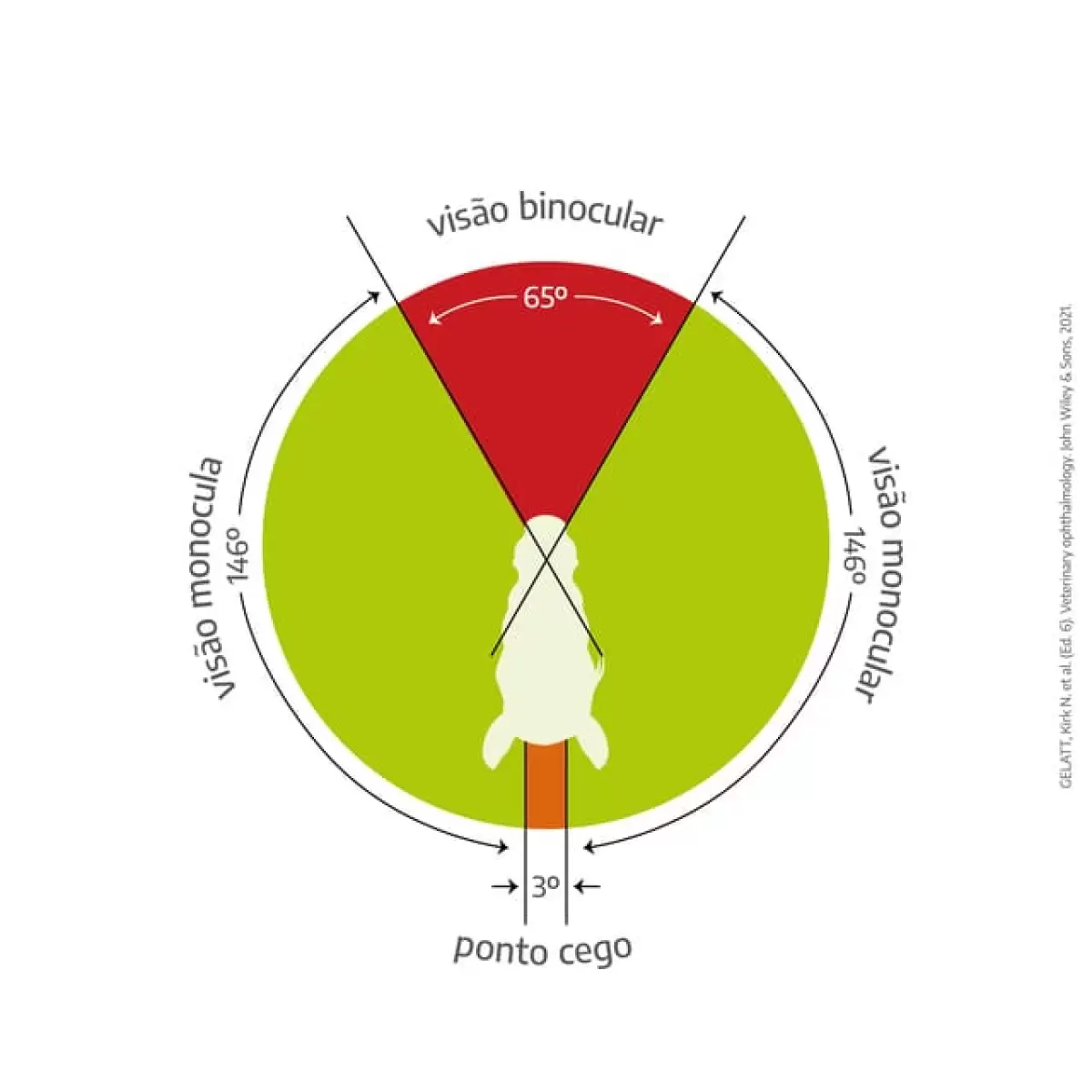 Vis&atilde;o Do Cavalo &mdash; Como Eles Enxergam?