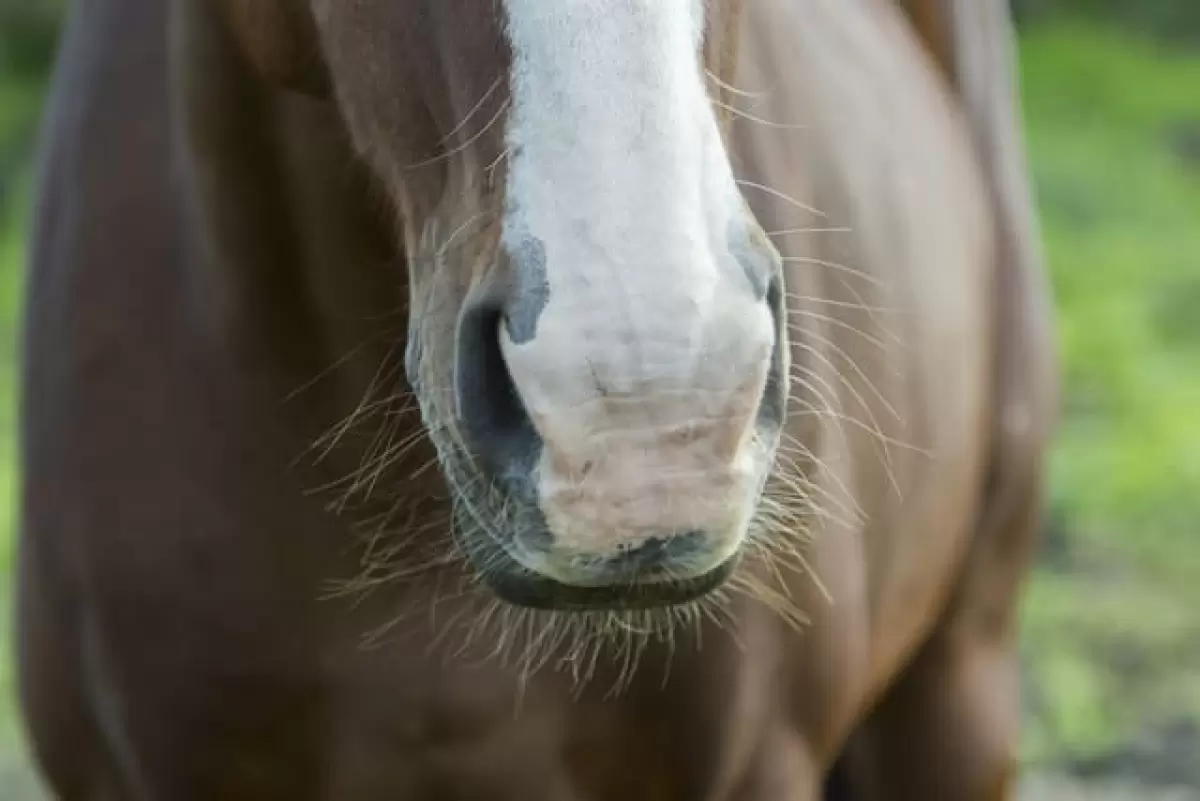 Por outro lado, a posi&ccedil;&atilde;o lateralizada de seus olhos restringe sua vis&atilde;o binocular, ou seja, as &aacute;reas em que ambos os olhos &ldquo;alcan&ccedil;am&rdquo;.   Na pr&aacute;tica, isso significa que o seu senso de profundidade &eacute; bastante limitado. O conceito f&iacute;sico relacionado a isso se chama estereopsia.   Definida como a capacidade do sistema nervoso de unir as informa&ccedil;&otilde;es captadas por ambos os olhos e calcular a dist&acirc;ncia entre os objetos, a estereopsia na vis&atilde;o monocular dos cavalos &eacute; at&eacute; cinco vezes menor quando comparada &agrave; binocular.  &Eacute; por este motivo, inclusive, que n&atilde;o se deve abordar os cavalos pela lateral ou pela traseira.    Alguns sinais sobre a utiliza&ccedil;&atilde;o da vis&atilde;o monocular (de um olho s&oacute;) ou binocular (ambos os olhos) podem ser percebidos a partir da observa&ccedil;&atilde;o dos movimentos das orelhas e da cabe&ccedil;a. As orelhas normalmente s&atilde;o apontadas para o local de aten&ccedil;&atilde;o dos cavalos, enquanto o levantar e abaixar a cabe&ccedil;a auxilia a ajustar o plano de vis&atilde;o deles. Isso porque o formato alongado de sua cabe&ccedil;a acaba por provocar um ponto cego logo abaixo e &agrave; frente de seu focinho.  Da&iacute; vem a import&acirc;ncia das vibrissas, os pelos mais longos e robustos em torno do nariz e l&aacute;bios dos cavalos. Elas se destacam criando uma maneira diferente do cavalo sentir o que est&aacute; a sua frente. Elas s&atilde;o grandes auxiliares na &aacute;rea sensorial, atuando como &oacute;rg&atilde;os t&aacute;teis capazes de guiar os cavalos.