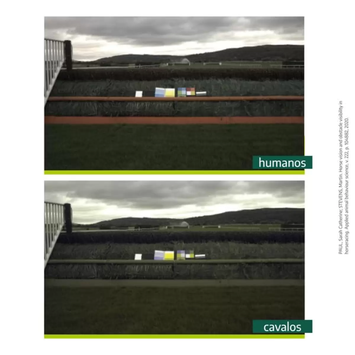 Vis&atilde;o Do Cavalo &mdash; Como Eles Enxergam?